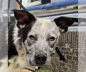 Mutt Dogs for adoption in Canton, CT, USA