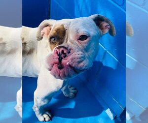 Bulldog-Unknown Mix Dogs for adoption in Calgary, Alberta, Canada