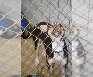 Huskies -Unknown Mix Dogs for adoption in Zanesville, OH, USA