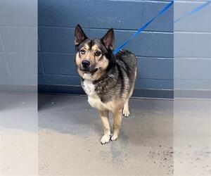 German Shepherd Dog-Huskies Mix Dogs for adoption in Tallahassee, FL, USA