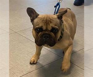French Bulldog Dogs for adoption in Rancho Cucamonga, CA, USA