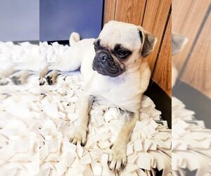 Pug Dogs for adoption in Parlier, CA, USA