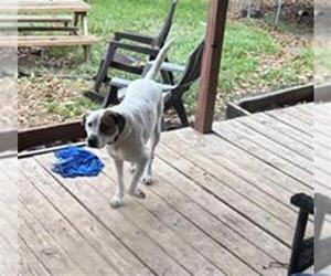 Mutt Dogs for adoption in San Antonio, TX, USA