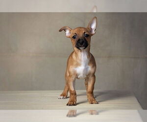 Chihuahua Dogs for adoption in Jackson, CA, USA