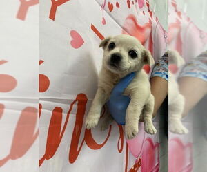 Chihuahua-Unknown Mix Dogs for adoption in San Bernardino, CA, USA