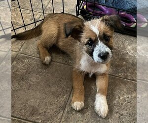 Mutt Dogs for adoption in Fishers, IN, USA