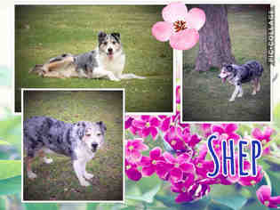 Australian Shepherd-Unknown Mix Dogs for adoption in Maumee, OH, USA