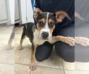 Beagle-Unknown Mix Dogs for adoption in Frenchburg, KY, USA