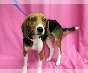 Beagle-Unknown Mix Dogs for adoption in Hughesville, MD, USA