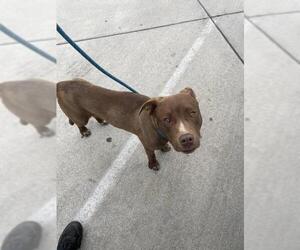 American Pit Bull Terrier-Unknown Mix Dogs for adoption in Redlands, CA, USA