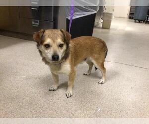 Mutt Dogs for adoption in Riverside, CA, USA
