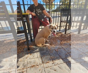 Boxador Dogs for adoption in garner, NC, USA