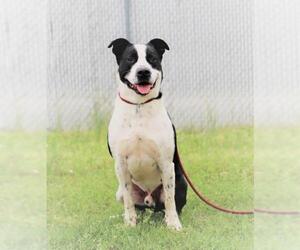 Border Collie Dogs for adoption in Rockaway, NJ, USA