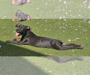 Mutt Dogs for adoption in Woodbury, NY, USA