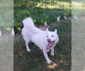 Siberian Husky Dogs for adoption in Batavia, OH, USA
