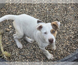 Mutt Dogs for adoption in Poplar Bluff, MO, USA