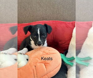 Chihuahua-Unknown Mix Dogs for adoption in Lakewood, CO, USA