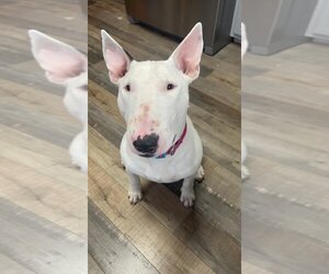 Bull Terrier Dogs for adoption in Duluth, MN, USA