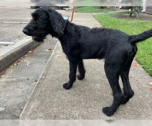 Labrador Retriever-Schnauzer (Giant) Mix Dogs for adoption in Houston, TX, USA