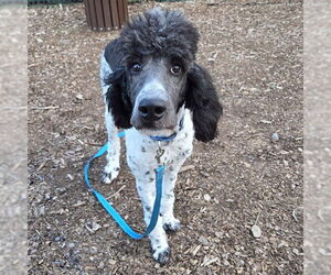 Poodle (Standard)-Unknown Mix Dogs for adoption in Waterford, VA, USA