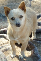 Chihuahua-Unknown Mix Dogs for adoption in Las Cruces, NM, USA