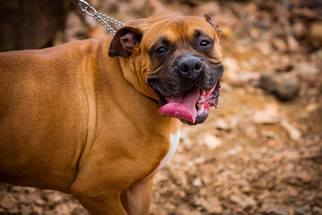 Medium Photo #1 Boxer Puppy For Sale in Rockaway, NJ, USA