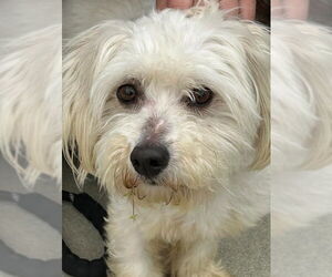 Maltese-Unknown Mix Dogs for adoption in San Diego, CA, USA