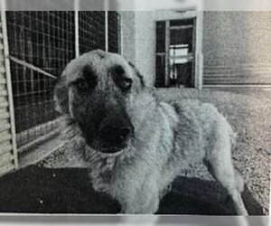Anatolian Shepherd-Unknown Mix Dogs for adoption in Pleasanton, TX, USA