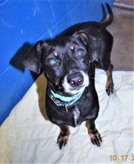 Chiweenie Dogs for adoption in San Jacinto, CA, USA