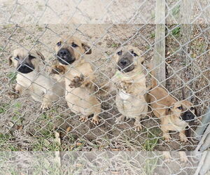 Black Mouth Cur-Dachshund Mix Dogs for adoption in Melrose, FL, USA