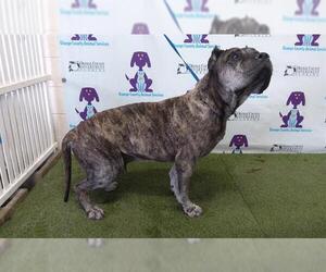 Mutt Dogs for adoption in Orlando, FL, USA
