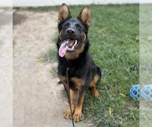 German Shepherd Dog-Unknown Mix Dogs for adoption in Modesto, CA, USA