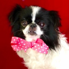 Japanese Chin Dogs for adoption in Barre, MA, USA