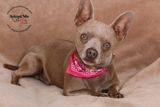 Chihuahua Dogs for adoption in Delaware, OH, USA