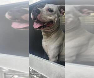 American Staffordshire Terrier-Unknown Mix Dogs for adoption in San Antonio, TX, USA