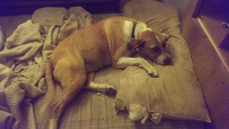 Beagle-Unknown Mix Dogs for adoption in Alvarado, TX, USA