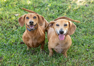 Dachshund Dogs for adoption in Alpharetta, GA, USA