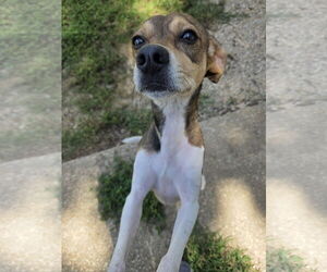 Beagle-Unknown Mix Dogs for adoption in New Castle, DE, USA