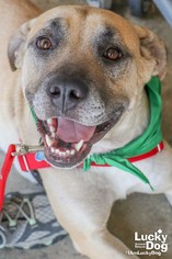 American Staffordshire Terrier-Unknown Mix Dogs for adoption in Washington, DC, USA