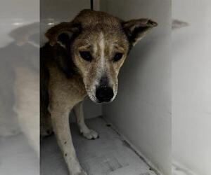 German Shepherd Dog-Unknown Mix Dogs for adoption in Houston, TX, USA