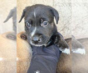 Mastiff-Unknown Mix Dogs for adoption in Oklahoma City, OK, USA