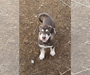 Labsky Dogs for adoption in Topeka, KS, USA