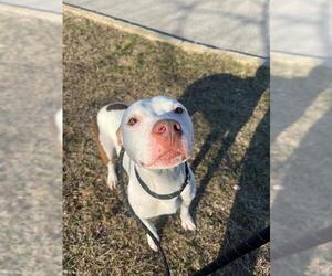 American Pit Bull Terrier Dogs for adoption in Peoria, IL, USA
