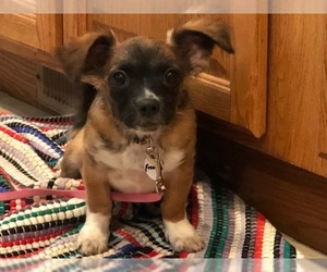 Chiweenie Dogs for adoption in Issaquah, WA, USA