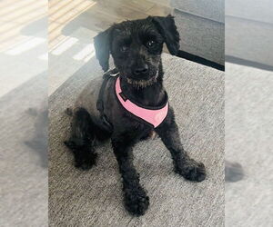 Mutt Dogs for adoption in Sandy, UT, USA