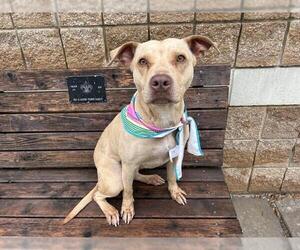 American Pit Bull Terrier-Unknown Mix Dogs for adoption in Tulsa, OK, USA