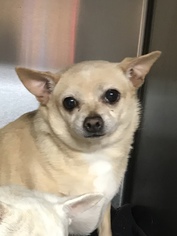 Chihuahua Dogs for adoption in Albemarle, NC, USA