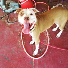 Bullboxer Pit Dogs for adoption in Tucson, AZ, USA