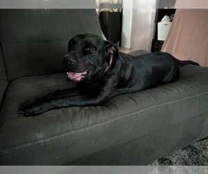 Labrador Retriever-Unknown Mix Dogs for adoption in Ocala, FL, USA