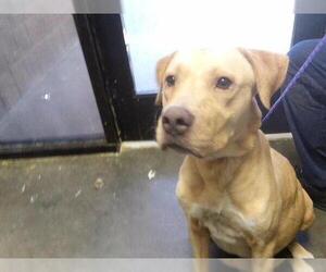 Labrador Retriever-Unknown Mix Dogs for adoption in Tulsa, OK, USA